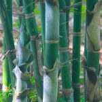 Image mise en avant Hello World